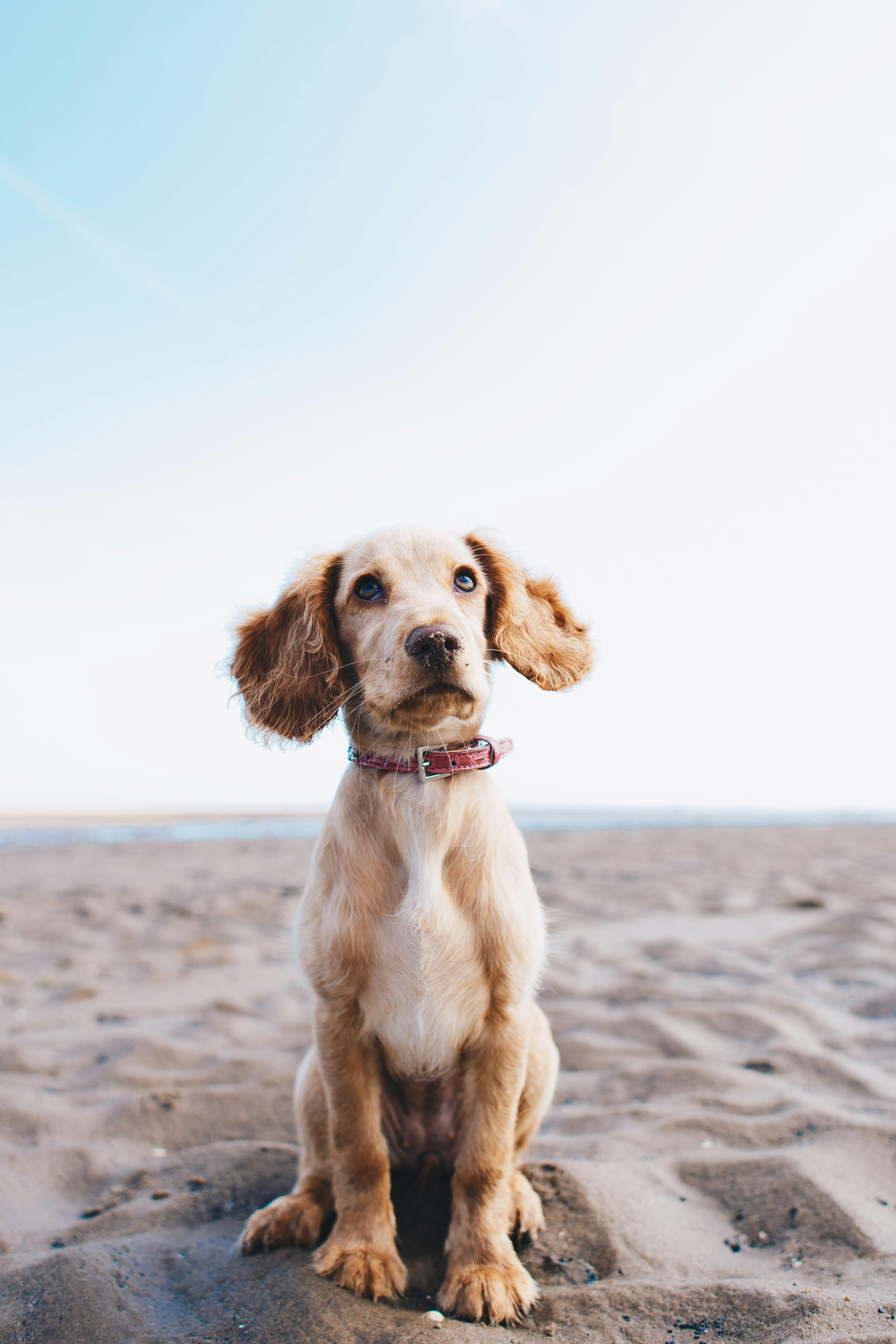 Chien sur la plage